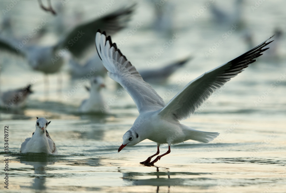 Obraz premium Black-headed gull feeding at Tubli bay, Bahrain