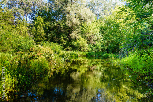 Small river in a forest on summer