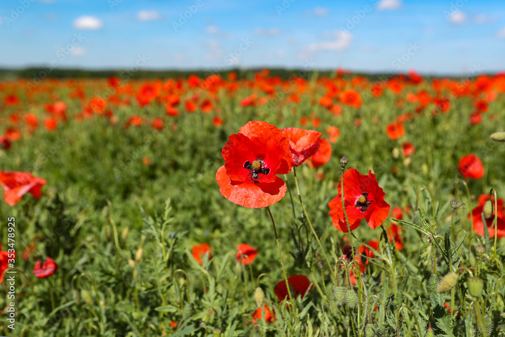 Fototapeta premium View of poppy filed in summer countryside