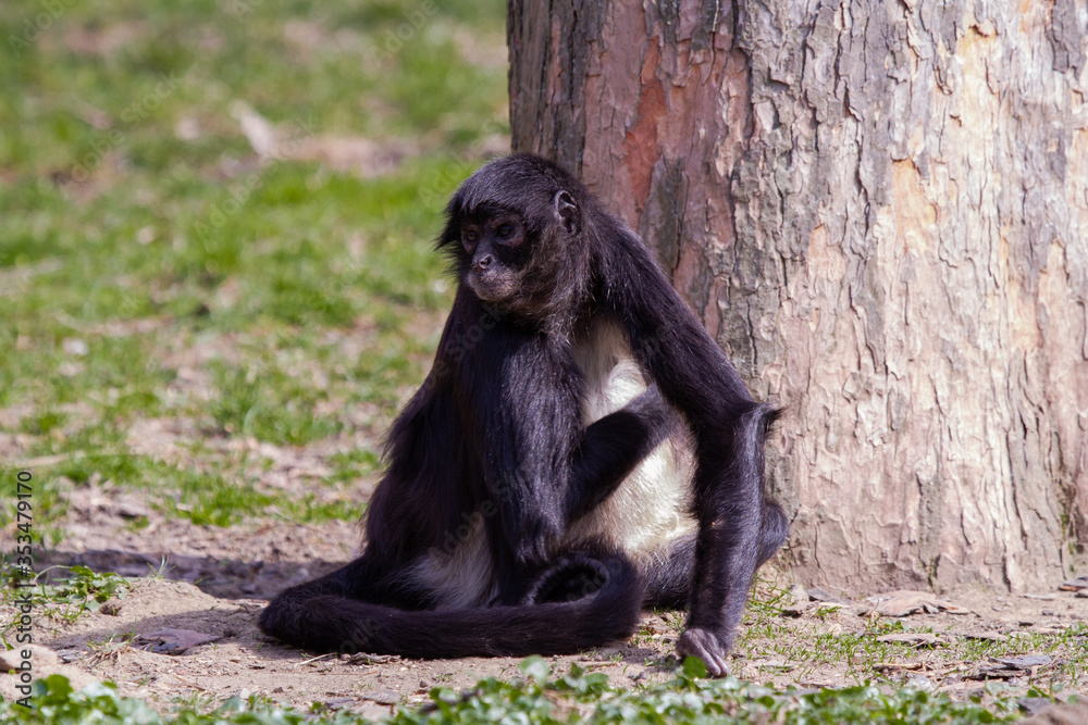 little wild black and white colobus monkey on the grass near the jungle in spring
little wild black and white colobus monkey on the grass near the jungle in spring