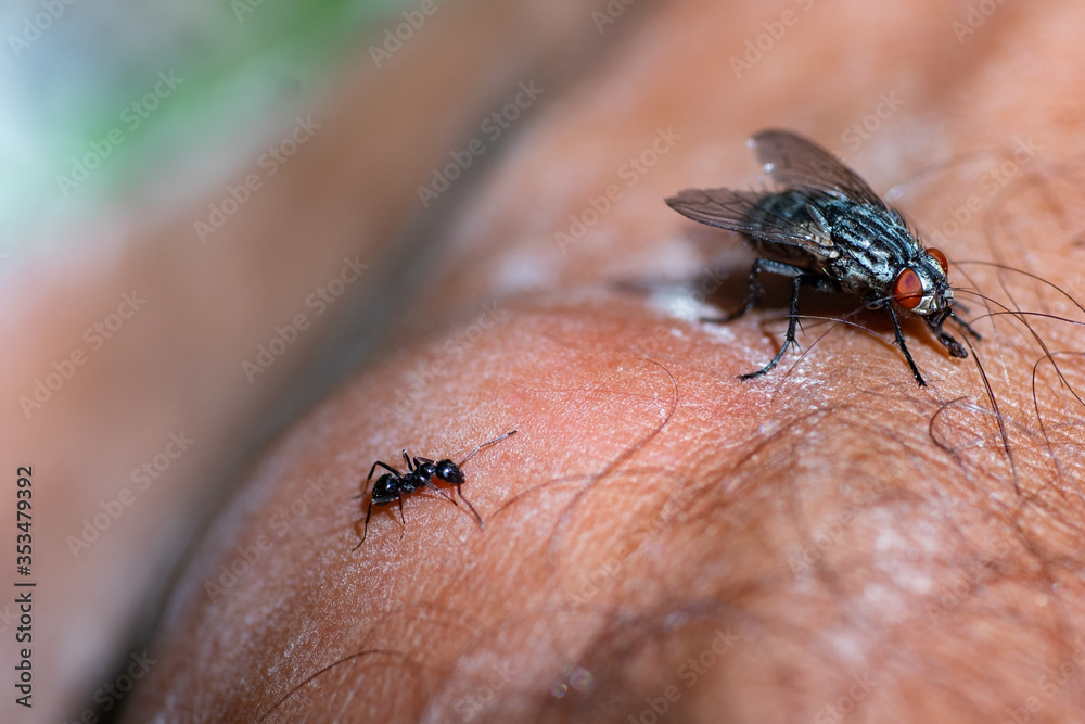 Fly and ant Fly and ant