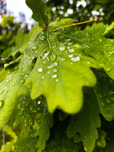 Oak leaves with raindrops.
