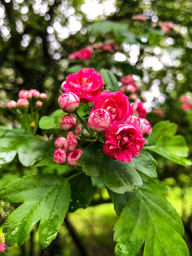 A branch of a flowering tree.
