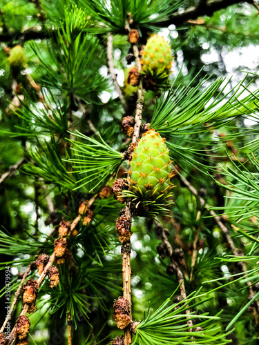 Pine branch with cones.