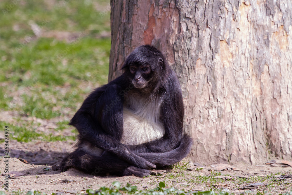 Fototapeta premium little wild black and white colobus monkey on the grass near the jungle in spring