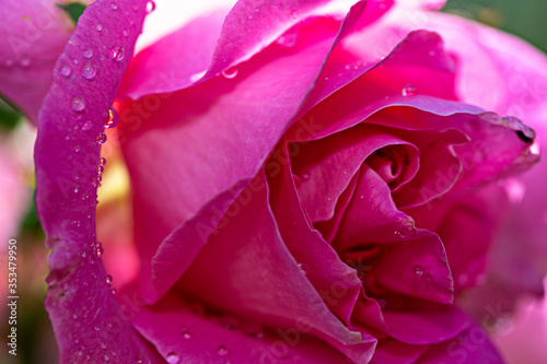 Pink rose with water drops