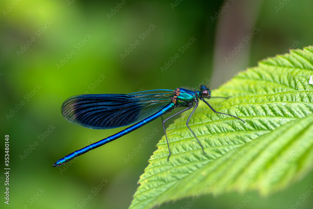 Calopteryx virgo , Beautiful Damselfly , Calopterygidae , Dragonfly resting on the green leaf. Calopteryx virgo , Beautiful Damselfly , Calopterygidae , Dragonfly resting on the green leaf.