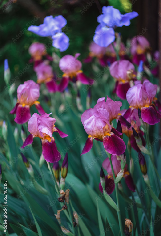 Decorative irises grow in the garden. Lilac, light blue iris. Decorative irises grow in the garden. Lilac, light blue iris.