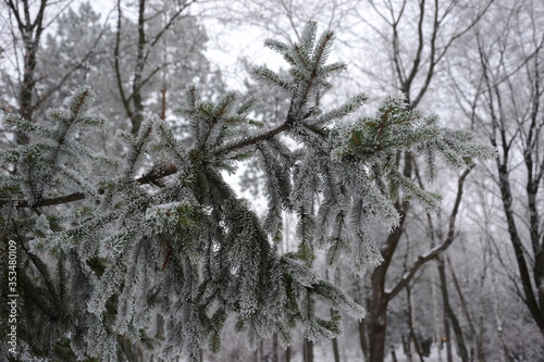 snow covered fir, frost © Alex_l