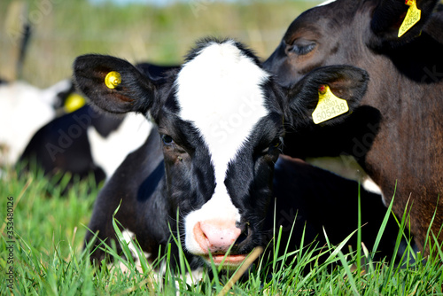 Cows Cuddling in Field