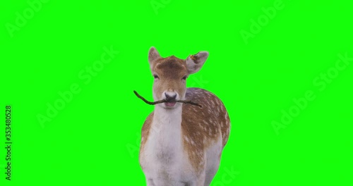 4k slow motion footage of a deer chewing a tree brunch while looking at the camera on green screen. 