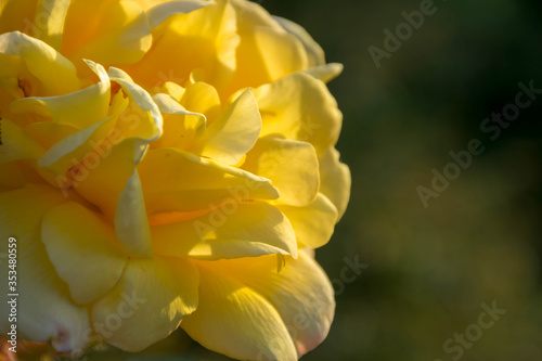 Closeup of bright yellow rose