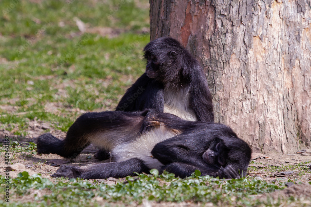 little wild black and white colobus monkey on the grass near the jungle in spring
little wild black and white colobus monkey on the grass near the jungle in spring