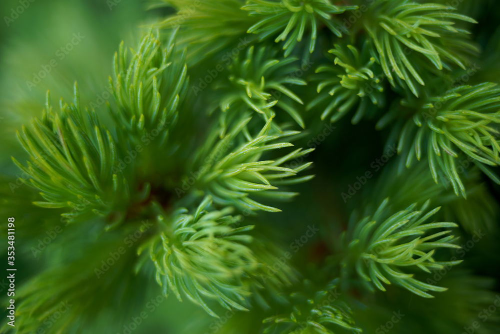fir tree close up macro green pine evergreen fir tree close up macro green pine evergreen
