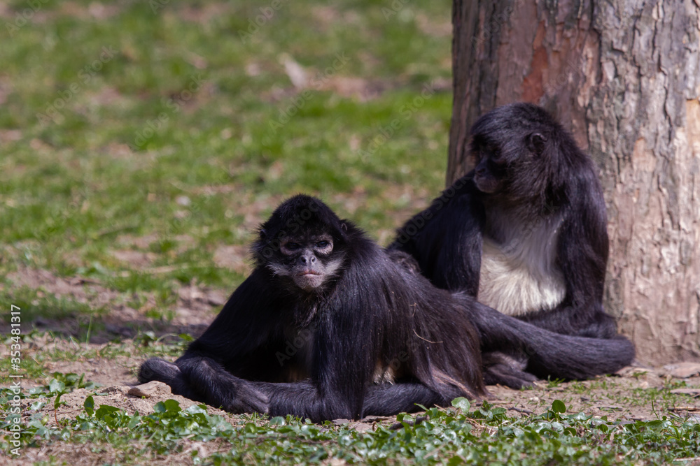 Fototapeta premium little wild black and white colobus monkey on the grass near the jungle in spring