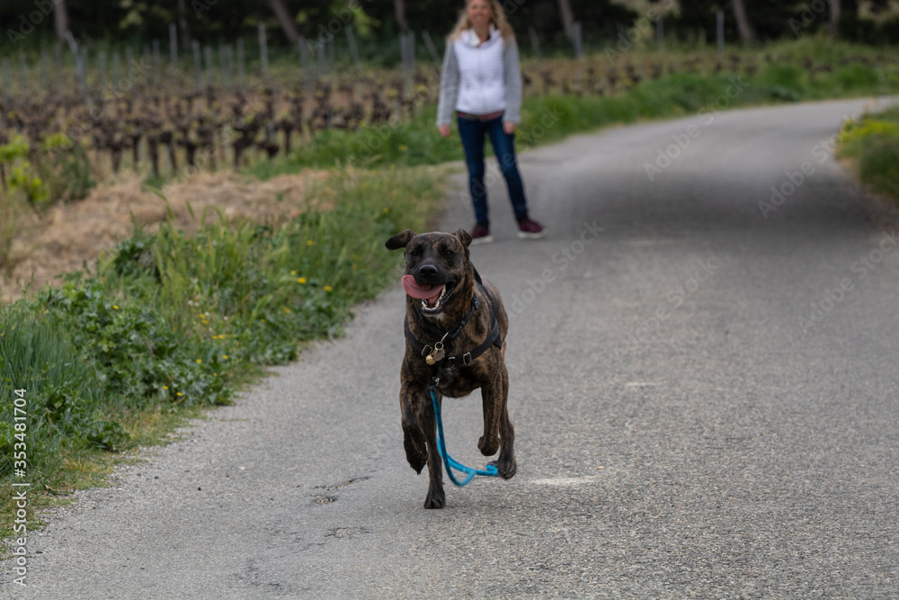 Playing dog Playing dog