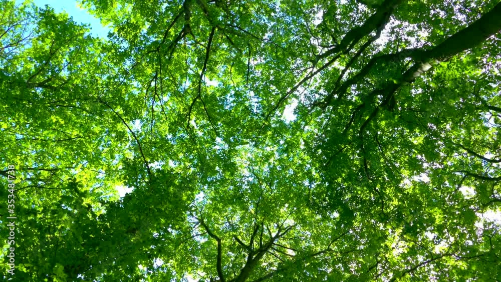 View under the trees in the forest. Green background from tree branches and leaves. The rays of the sun shine through the leaves. Beautiful nature and ecology. View under the trees in the forest. Green background from tree branches and leaves. The rays of the sun shine through the leaves. Beautiful nature and ecology.