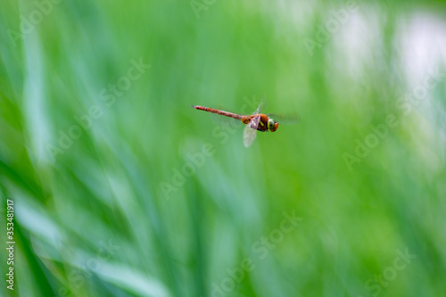 dragonfly in the air © Fabian