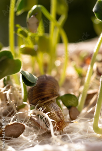 Seedlings and snail on Home plantation of seedlings, close-up. 5 June,World environment day concept