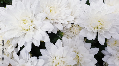 white dahlia flower chrysanthemum flowers 