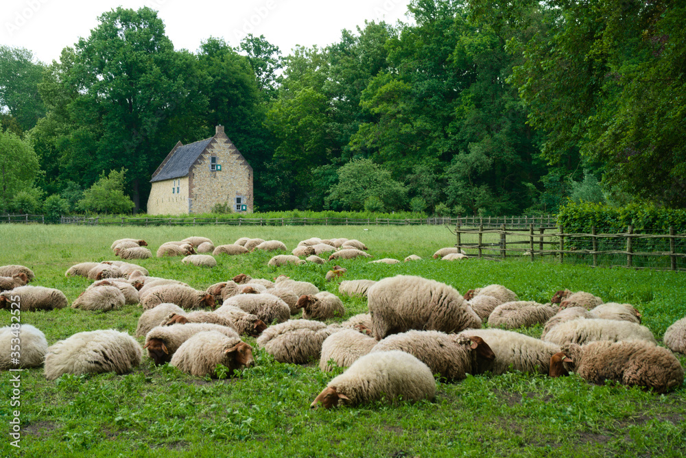 Fototapeta premium Brown sheep flock in front of an old castle home