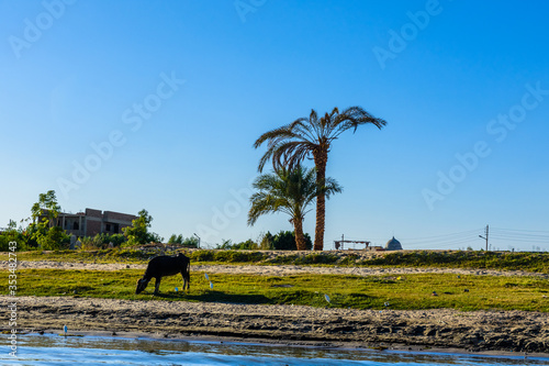 Cow on a bank of the Nile river