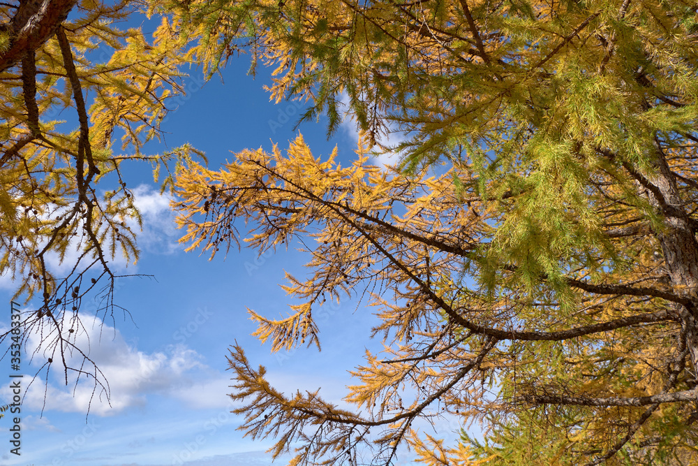 Obraz premium autumn leaves in the forest