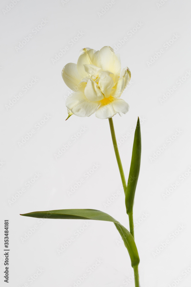 Tender yellow tulip flower isolated on gray background.
