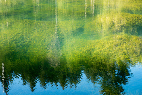 water background with reflecting fir trees and green plants