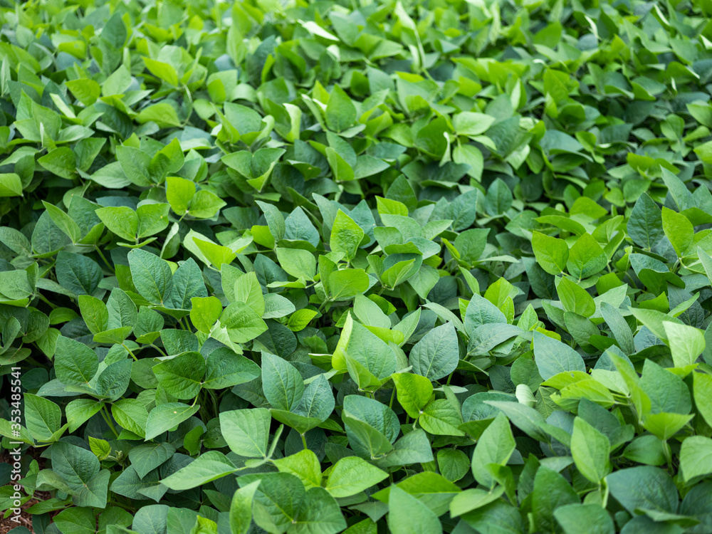 Green Soy Green Soy