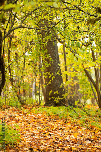 Autumn colored woodland, Sweden