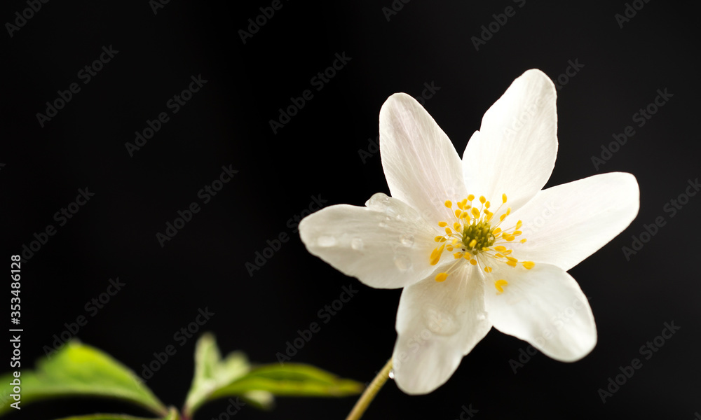 Flowering thimbleweed, Anemone nemorosa Isolated on black background Flowering thimbleweed, Anemone nemorosa Isolated on black background