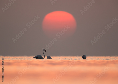 Greater Flamingos during sunrise at Asker beach, Bahrain