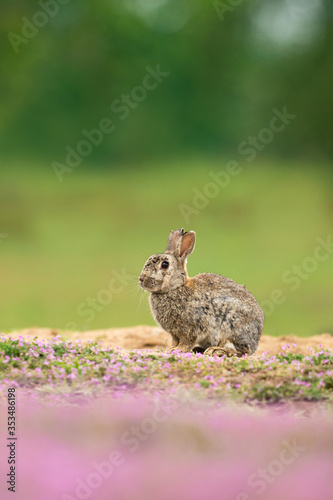 Cute wild rabbit in the natural environment, wildlife, close up, detail, Czech Republic, Europe, European rabbit, Oryctolagus cuniculus © JAKLZDENEK
