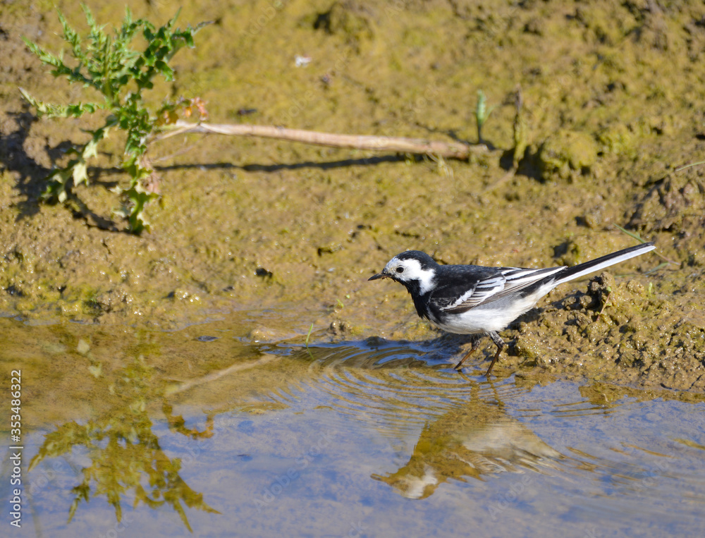 Obraz premium Pied Wagtail having a bath