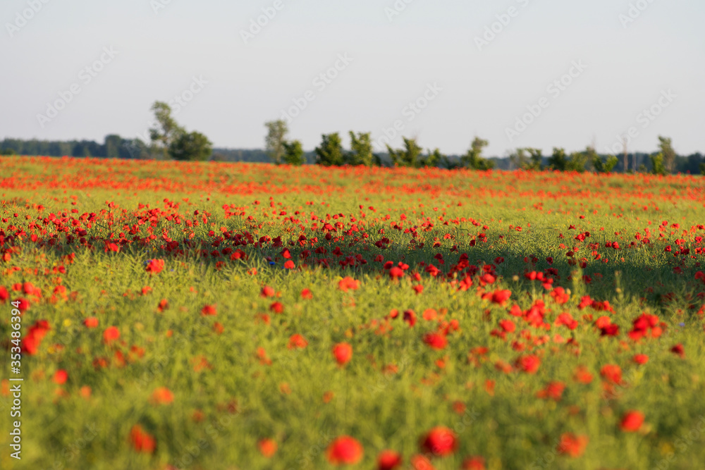 Field with wild Poppy flowers during sunset on the island of Gotland in Sweden Field with wild Poppy flowers during sunset on the island of Gotland in Sweden