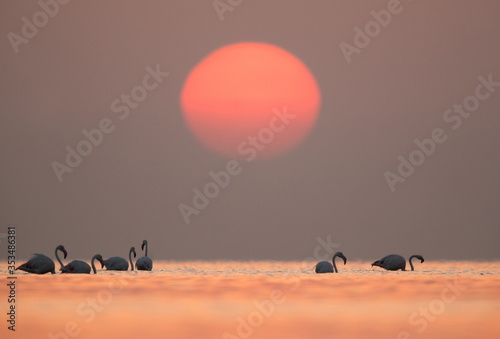 Greater Flamingos and the beautiful morning sun at Asker  Bahrain