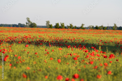 Field with wild Poppy flowers during sunset on the island of Gotland in Sweden