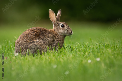 Cute wild rabbit in the natural environment, wildlife, close up, detail, Czech Republic, Europe, European rabbit, Oryctolagus cuniculus © JAKLZDENEK