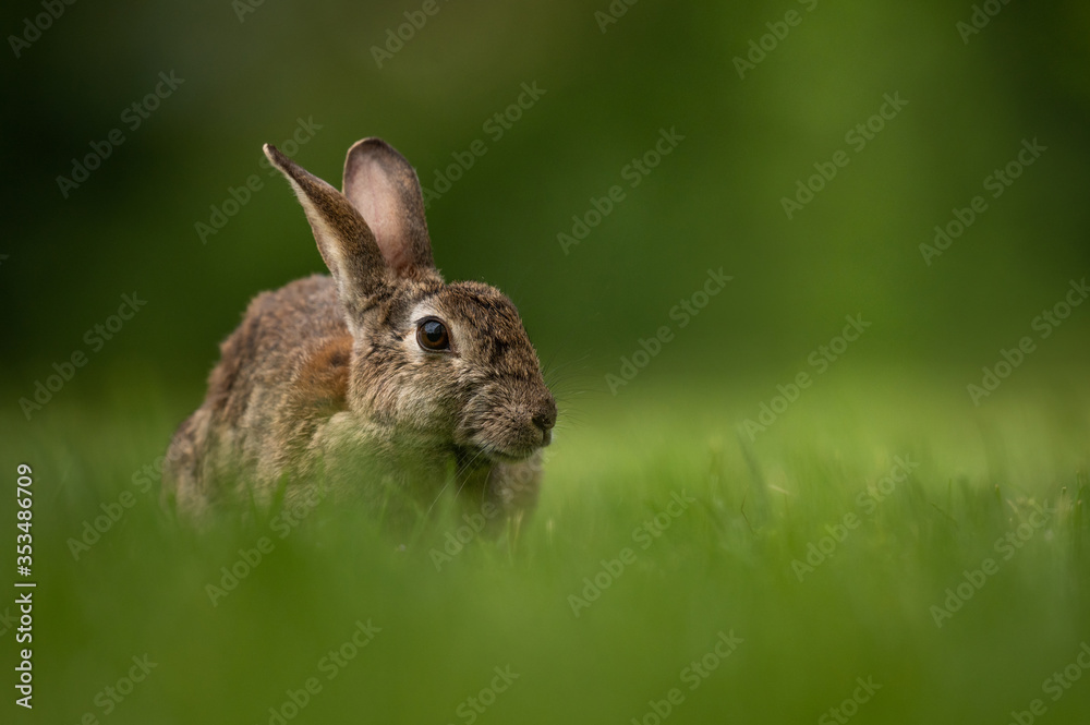 Fototapeta premium Cute wild rabbit in the natural environment, wildlife, close up, detail, Czech Republic, Europe, European rabbit, Oryctolagus cuniculus