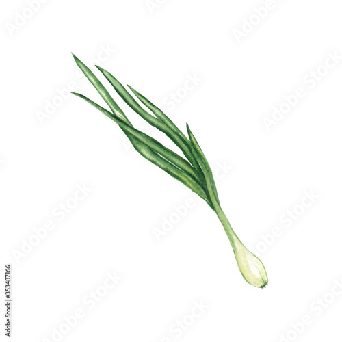 Watercolor illustration of a green onion on a white background