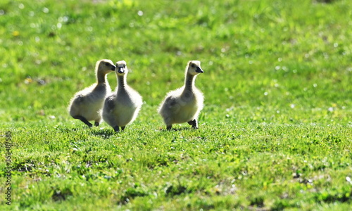 Three Goslings