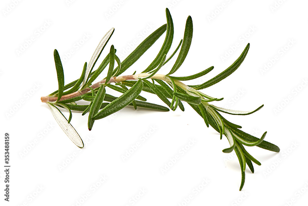 Fototapeta premium Rosemary branch, isolated on white background