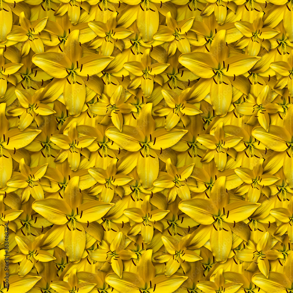 repeating seamless pattern of yellow flowers. Daylily Hemerocallis 'Hyperion'. Can be tiled repeating seamless pattern of yellow flowers. Daylily Hemerocallis 'Hyperion'. Can be tiled