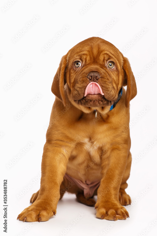 Puppy dog, isolated on white. Dogue de Bordeaux