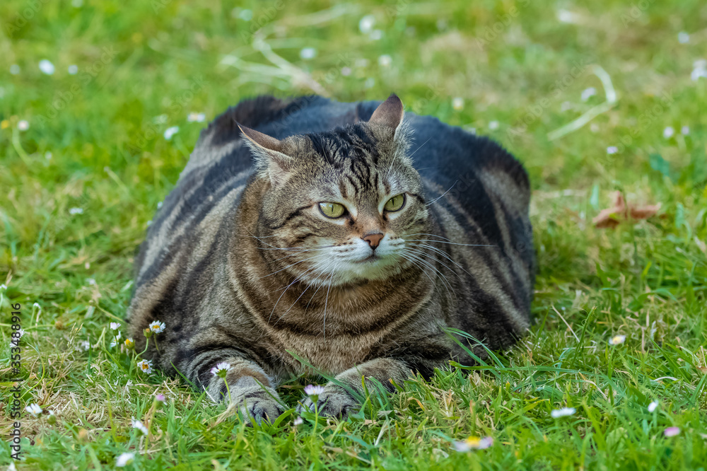 A fat cat standing in the garden, funny animal
