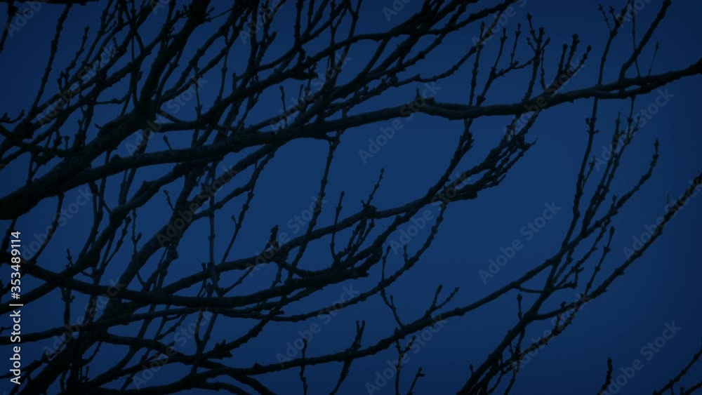 Tree Branches Moving In The Dark Tree Branches Moving In The Dark