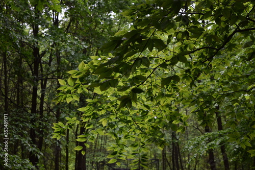 Light floods the woods before me