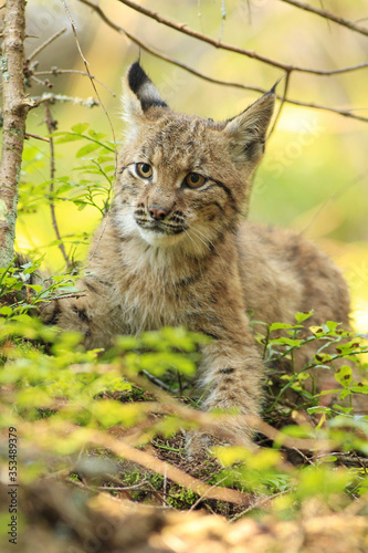 Wild cat Lynx in the nature forest habitat, in pine tree forest,nice portrait close up . © Michal