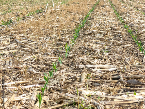 Vászonkép Rows of field corn sprouting in a field that was planted with no tillage into corn stalks and cover crops in a sustainable manner